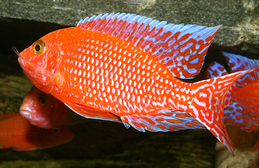 Aulonocara firefish "Coral Red"