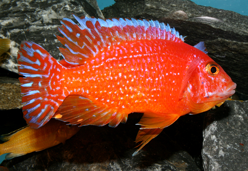 Aulonocara firefish "Coral Red"