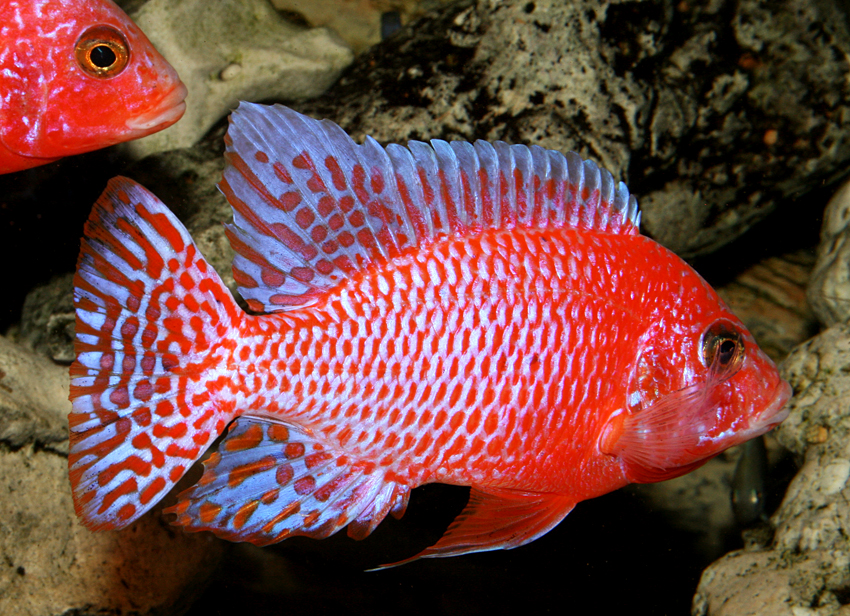 Aulonocara firefish "Coral Red"