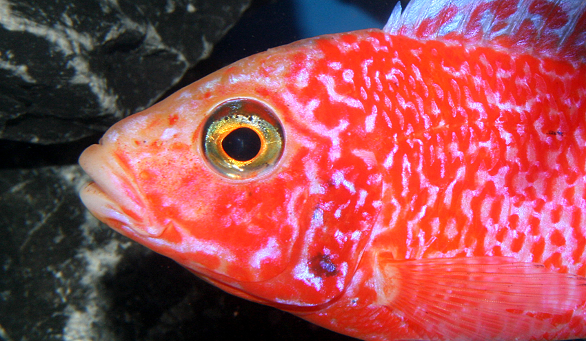 Aulonocara firefish "Coral Red"