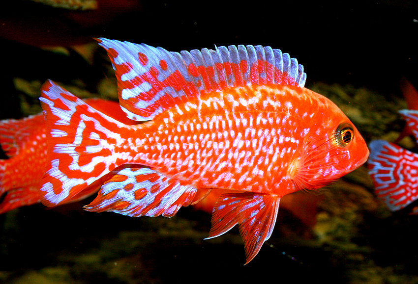 Aulonocara firefish "Coral Red"