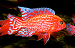 Aulonocara firefish Coral Red