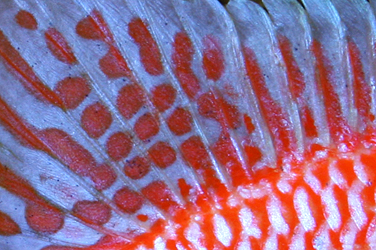 Aulonocara firefish Coral Red