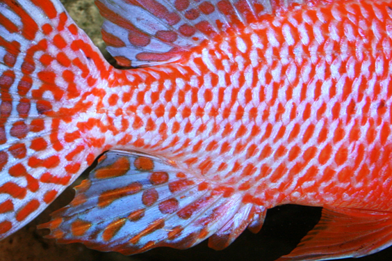 Aulonocara firefish "Coral Red"