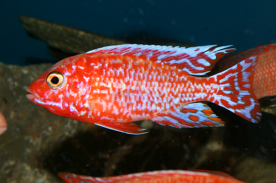 Aulonocara firefish "Coral Red"