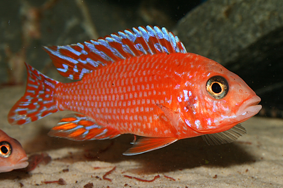 Aulonocara firefish "Coral Red"