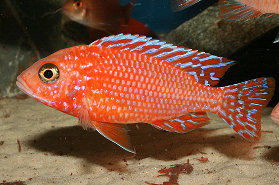 Aulonocara firefish "Coral Red"