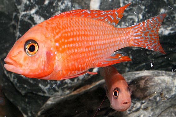 Aulonocara firefish "Coral Red"