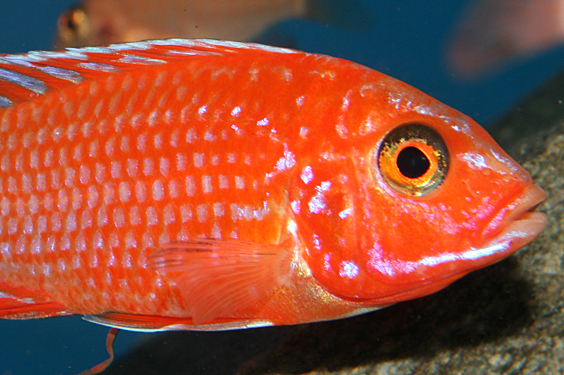 Aulonocara firefish "Coral Red"