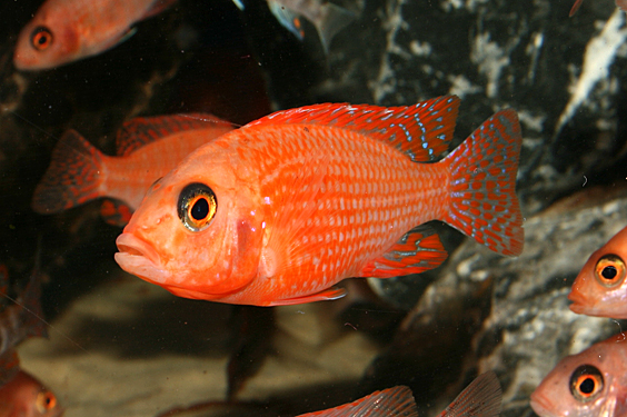 Aulonocara firefish "Coral Red"