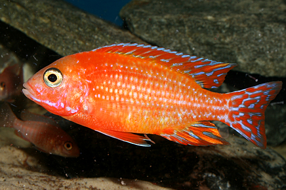 Aulonocara firefish "Coral Red"