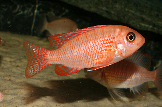 Aulonocara firefish "Coral Red"