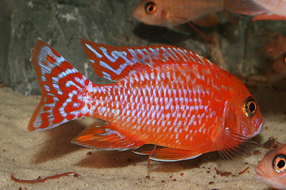 Aulonocara firefish "Coral Red"