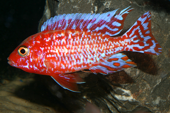 Aulonocara firefish "Coral Red"