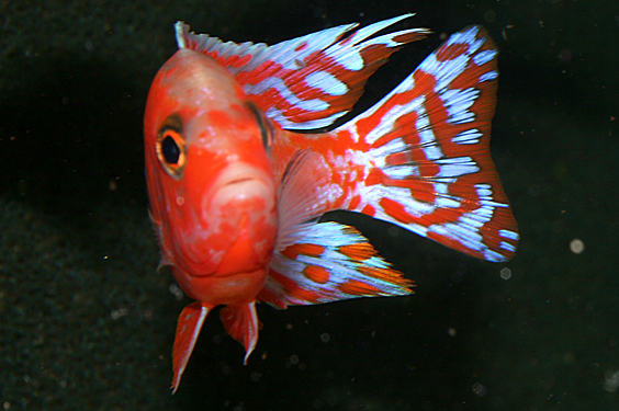 Aulonocara firefish "Coral Red"