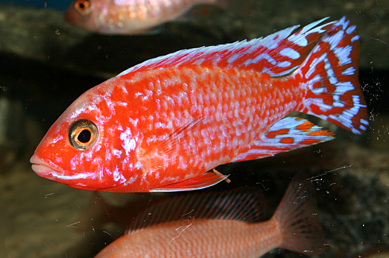 Aulonocara firefish "Coral Red"