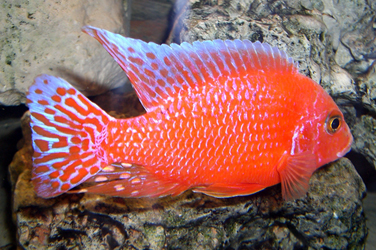 Aulonocara firefish Coral Red