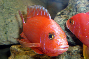 Aulonocara firefish Coral Red