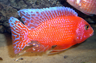 Aulonocara firefish Coral Red