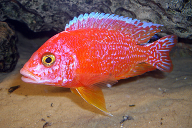 Aulonocara firefish Coral Red