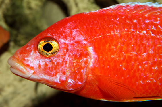 Aulonocara firefish "Coral Red"