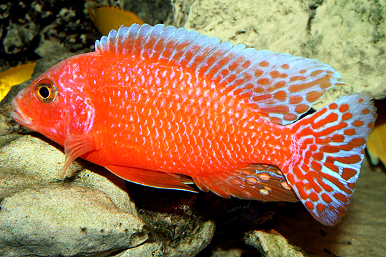 Aulonocara firefish "Coral Red"