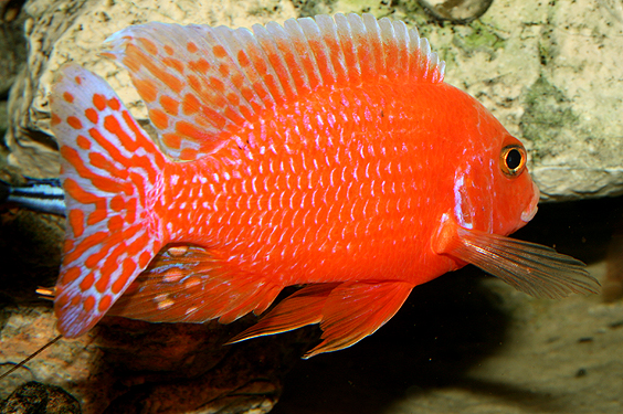 Aulonocara firefish "Coral Red"