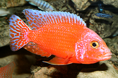 Aulonocara firefish Coral Red