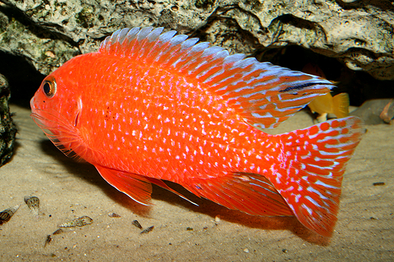 Aulonocara firefish "Coral Red"