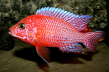 Aulonocara firefish Coral Red