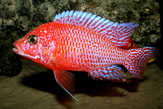 Aulonocara firefish "Coral Red"
