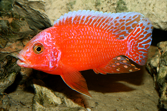 Aulonocara firefish "Coral Red"