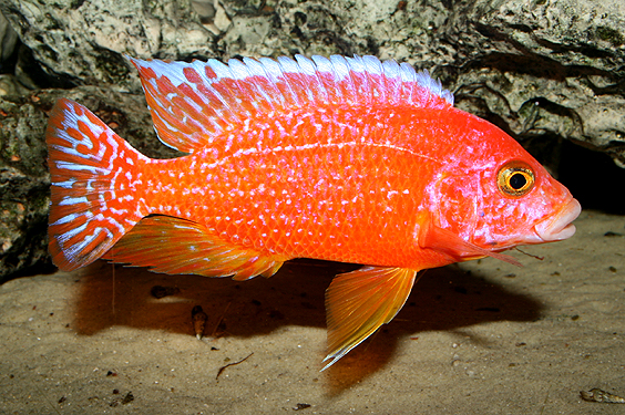 Aulonocara firefish "Coral Red"