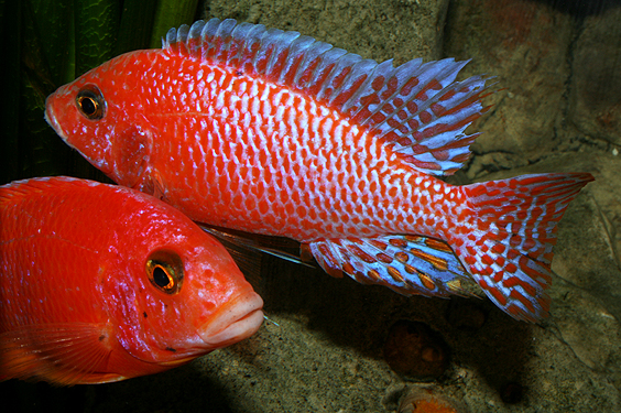 Aulonocara firefish "Coral Red"