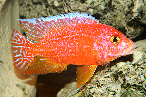 Aulonocara firefish "Coral Red"