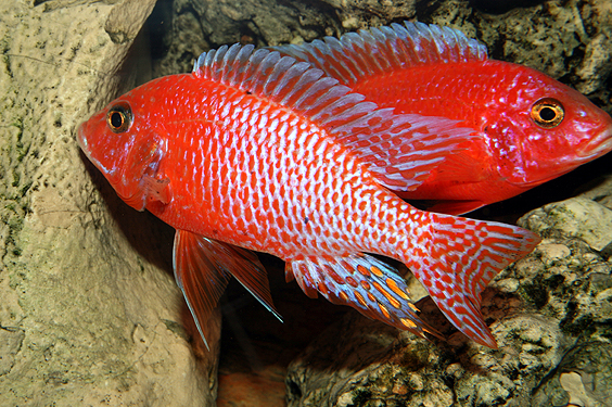 Aulonocara firefish "Coral Red"