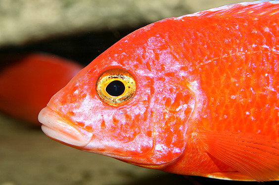 Aulonocara firefish "Coral Red"