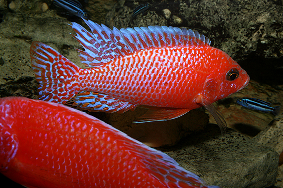 Aulonocara firefish "Coral Red"