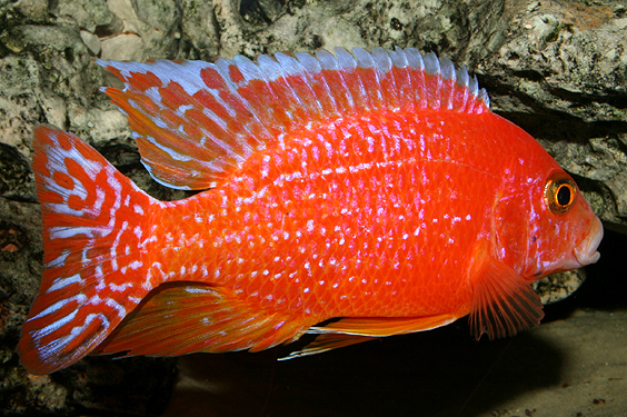 Aulonocara firefish "Coral Red"