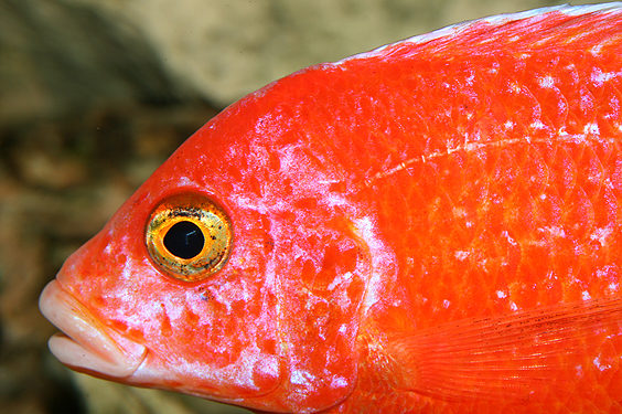 Aulonocara firefish "Coral Red"