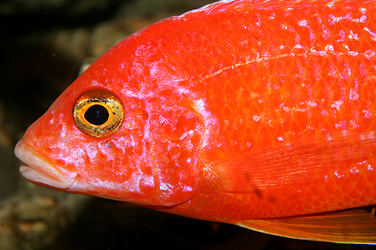 Aulonocara firefish Coral Red