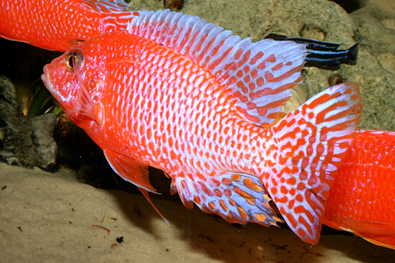 Aulonocara firefish "Coral Red"