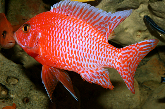 Aulonocara firefish "Coral Red"