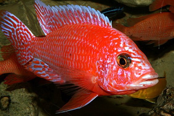 Aulonocara firefish "Coral Red"