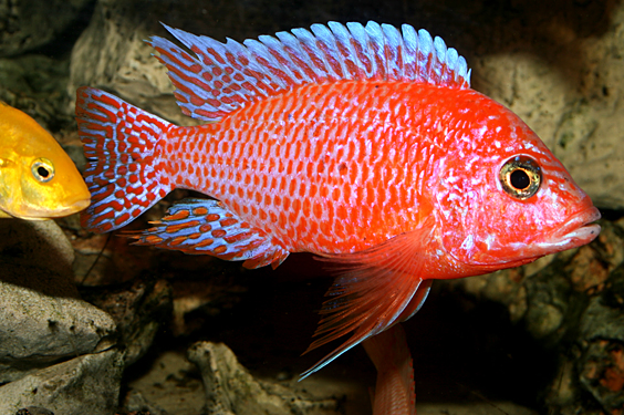 Aulonocara firefish "Coral Red"