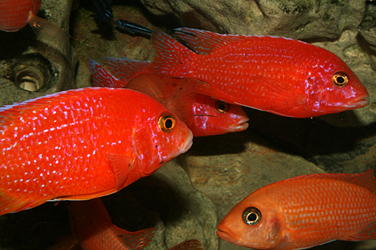 Aulonocara firefish "Coral Red"