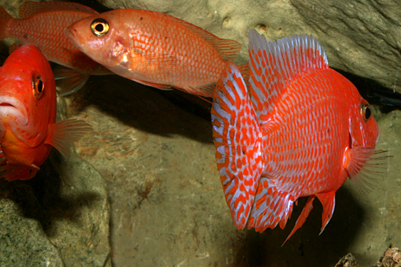 Aulonocara firefish "Coral Red"