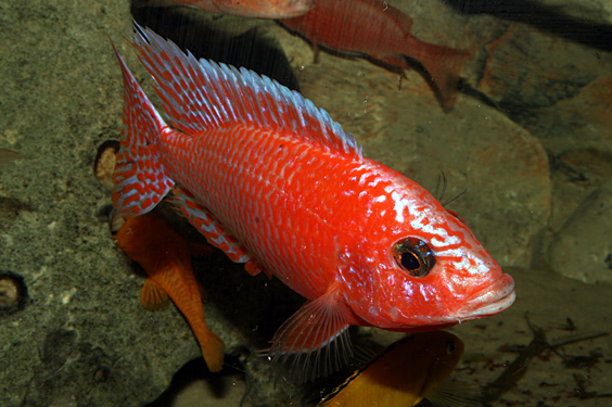 Aulonocara firefish "Coral Red"