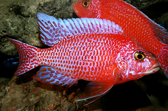 Aulonocara firefish "Coral Red"