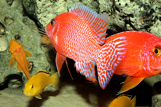 Aulonocara firefish "Coral Red"